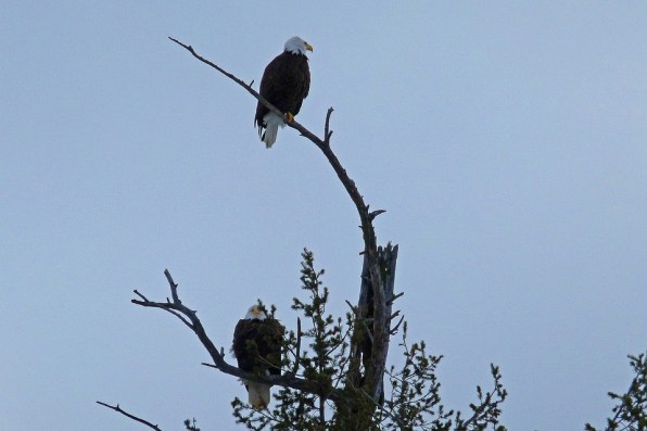 bald-eagles-52461_960_720