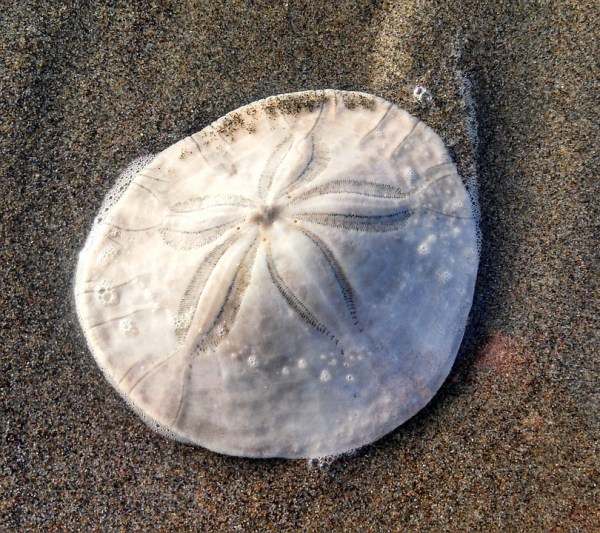 sand dollar